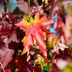 Liquidamber Styraciflua Sweet Gum Tree 7.5Ltr Pot (NL)