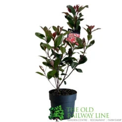 Photinia Fraseri 'Carré Rouge' 2Ltr Pot (NL) 5 Photinia Fraseri 'Carré Rouge' 2Ltr Pot (NL) -Garden Tools Sales Store 0000000398517