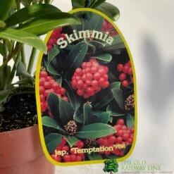 Skimmia Japonica 'Temptation' 2Ltr Pot (NL) -Garden Tools Sales Store 0000000398528 2