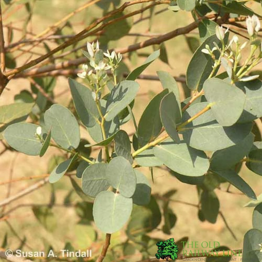 Eucalyptus 'Gunnii' 1.25m Tall (NL) 1 Eucalyptus 'Gunnii' 1.25m Tall (NL)