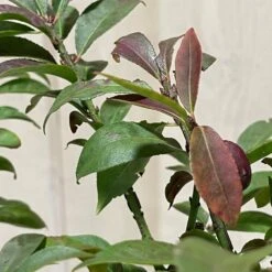 Euonymus Alatus 'Compactus' Plant 4Ltr Pot (NL) 5 Euonymus Alatus 'Compactus' Plant 4Ltr Pot (NL) -Garden Tools Sales Store 00000275 3