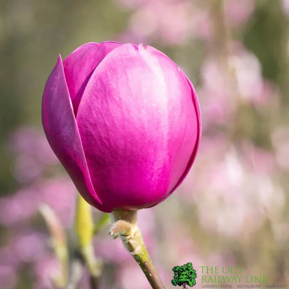 Magnolia 'Black Tulip' Tree 80cm Tall (NL) 1 Magnolia 'Black Tulip' Tree 80cm Tall (NL)