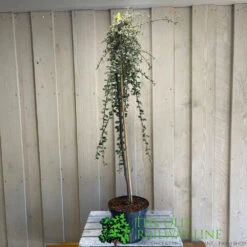 Cotoneaster 'Juliette' 80cm Tall (NL) -Garden Tools Sales Store 00000625 2