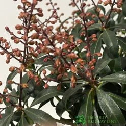 Garden Tools Sales Store -Garden Tools Sales Store 00001641 2