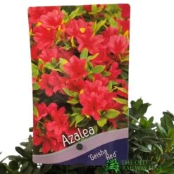 Azalea 'Geisha Red' Plant 3Ltr Pot (NL) -Garden Tools Sales Store 00001652 2