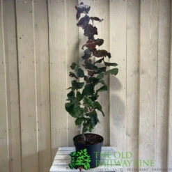 Corylus 'Red Majestic' Hazel Tree 70cm Tall (NL) 5 Corylus 'Red Majestic' Hazel Tree 70cm Tall (NL) -Garden Tools Sales Store 00002653 2