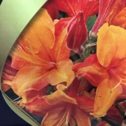 Azalea (Deciduous) 'Golden Eagle' 7.5Ltr Pot (NL) 6 Azalea (Deciduous) 'Golden Eagle' 7.5Ltr Pot (NL) -Garden Tools Sales Store 00002759 2