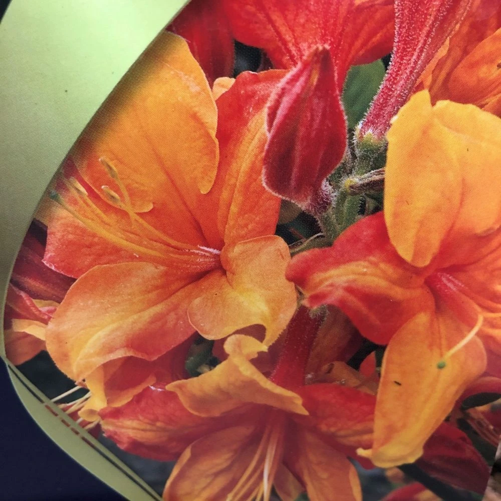 Azalea (Deciduous) 'Golden Eagle' 7.5Ltr Pot (NL) 3 Azalea (Deciduous) 'Golden Eagle' 7.5Ltr Pot (NL) - Image 3