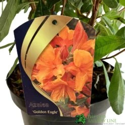 Azalea (Deciduous) 'Golden Eagle' 7.5Ltr Pot (NL) 7 Azalea (Deciduous) 'Golden Eagle' 7.5Ltr Pot (NL) -Garden Tools Sales Store 00002759