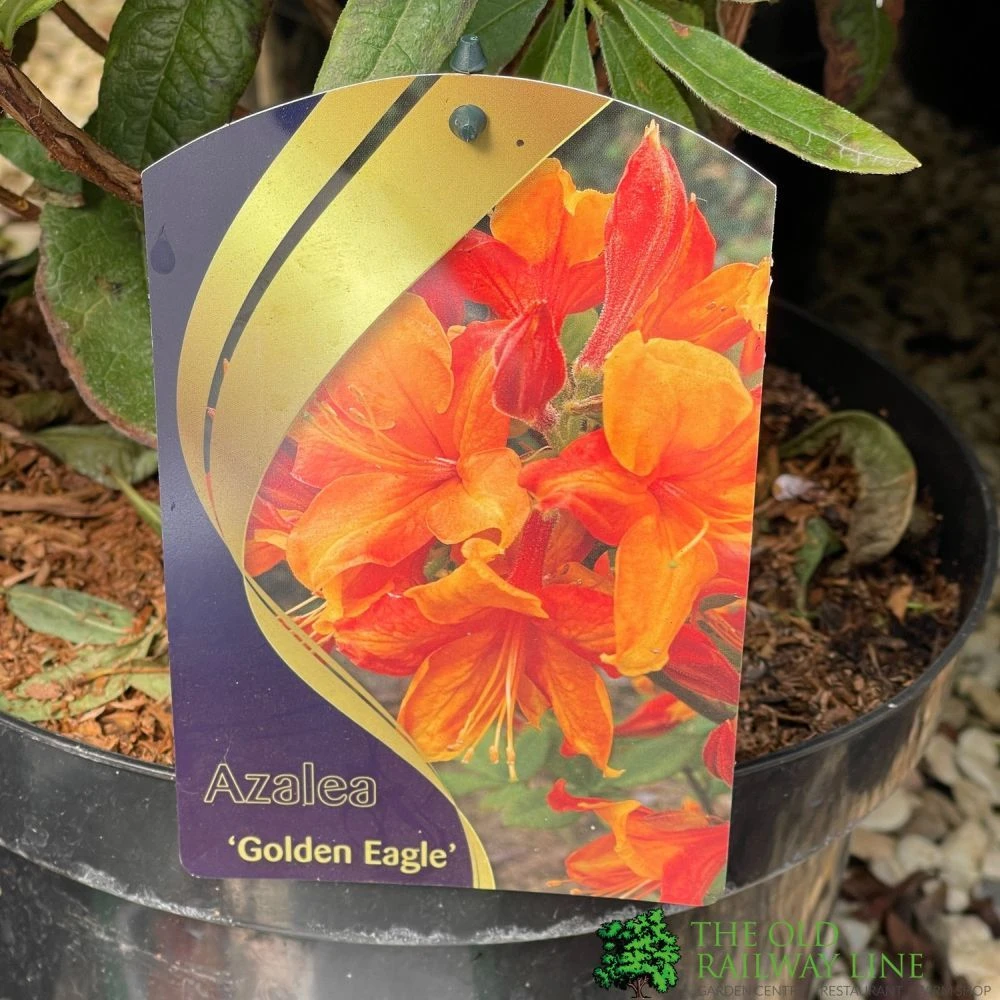 Azalea (Deciduous) 'Golden Eagle' 7.5Ltr Pot (NL) 1 Azalea (Deciduous) 'Golden Eagle' 7.5Ltr Pot (NL)