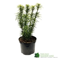 Cephalotaxus 'Korean Gold' Plum Yew Conifer 40cm Tall (NL)