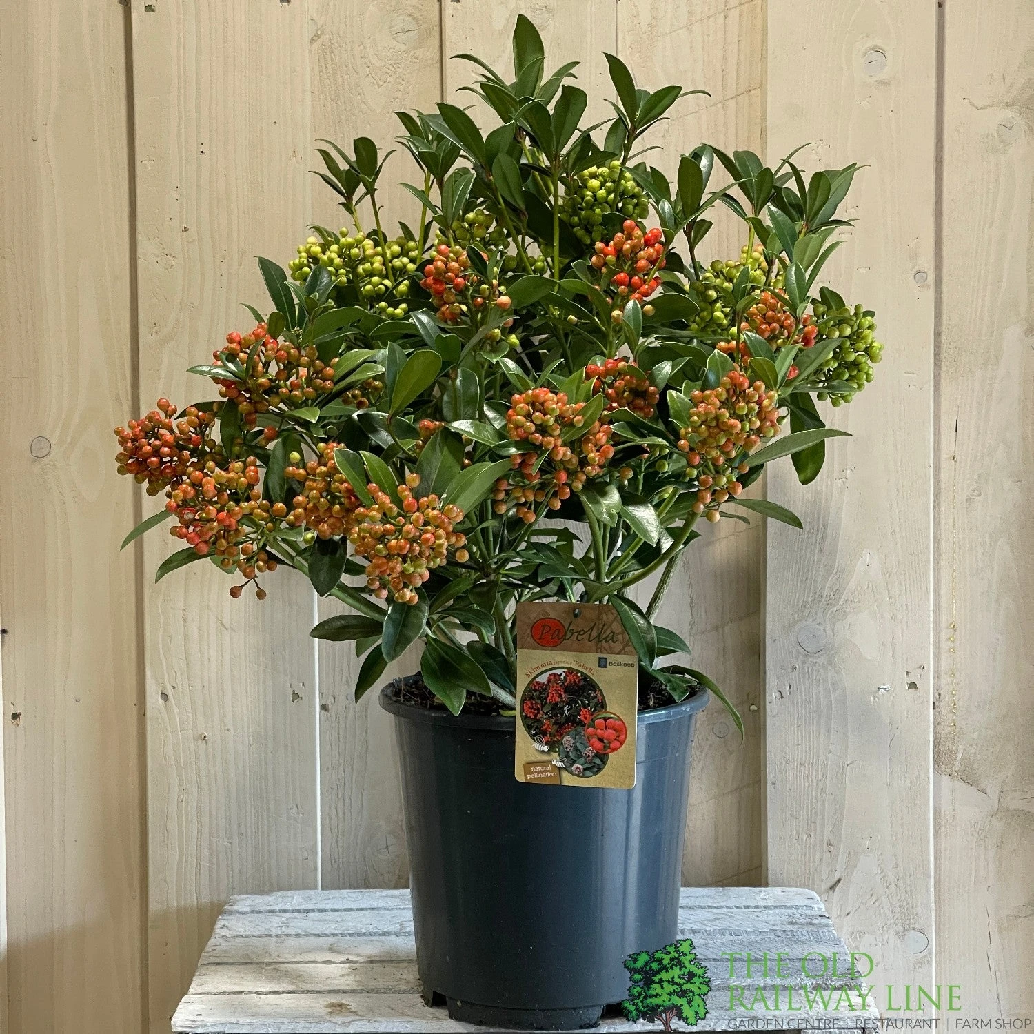 Skimmia Japonica 'Pabella' 4Ltr Pot (NL) 2 Skimmia Japonica 'Pabella' 4Ltr Pot (NL) - Image 2
