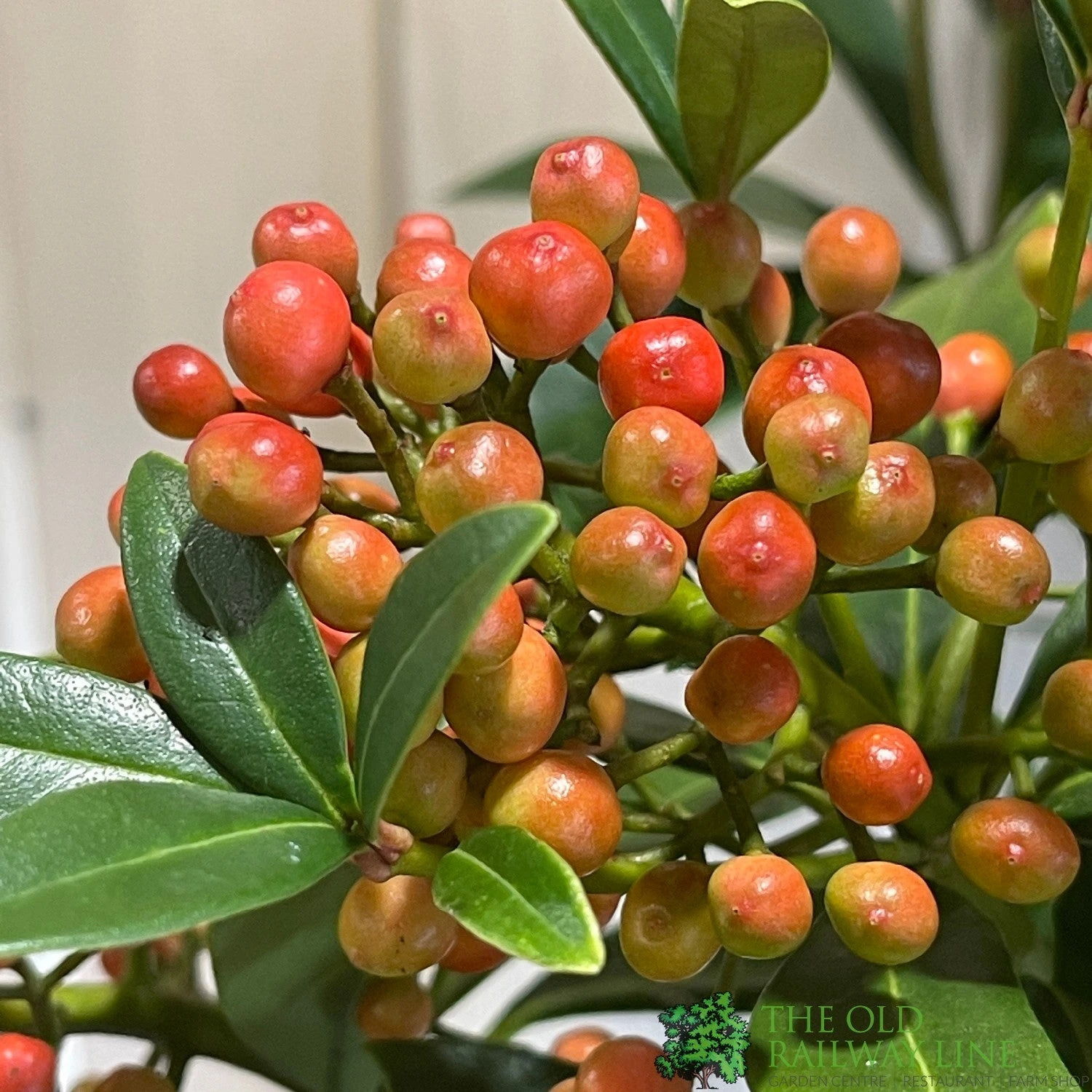 Skimmia Japonica 'Pabella' 4Ltr Pot (NL) 3 Skimmia Japonica 'Pabella' 4Ltr Pot (NL) - Image 3