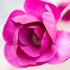 Magnolia 'Black Tulip' Tree 80cm Tall (NL) 3 Magnolia 'Black Tulip' Tree 80cm Tall (NL) -Garden Tools Sales Store 13548 13313 e83c 800x800 1