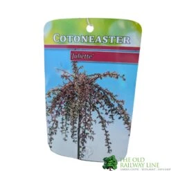 Cotoneaster 'Juliette' 80cm Tall (NL) -Garden Tools Sales Store 30001111 1