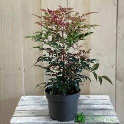Nandina Domestica 'Obsessed' 2Ltr Pot (NL) 5 Nandina Domestica 'Obsessed' 2Ltr Pot (NL) -Garden Tools Sales Store 30002508 2