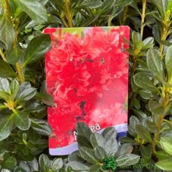 Azalea 'Geisha Orange' 3Ltr Pot (NL) -Garden Tools Sales Store 30008869 5b9b6a4d 2eef 4de9 a7d5 74d146507ae8