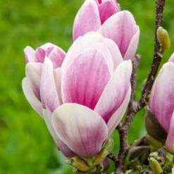 Magnolia 'Satisfaction' Tree 60cm Tall (NL) -Garden Tools Sales Store 30136615 2 1