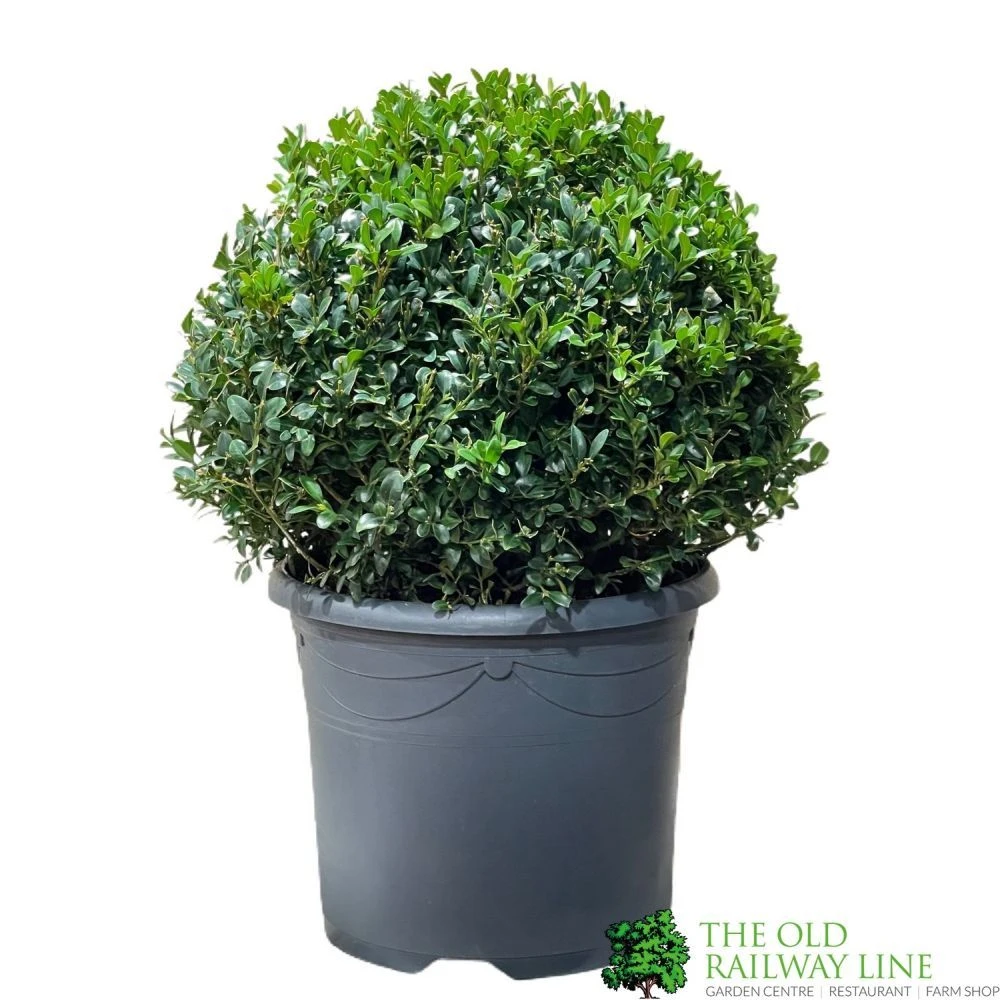 Buxus Ball Topiary Plant 22cm Pot 1 Buxus Ball Topiary Plant 22cm Pot