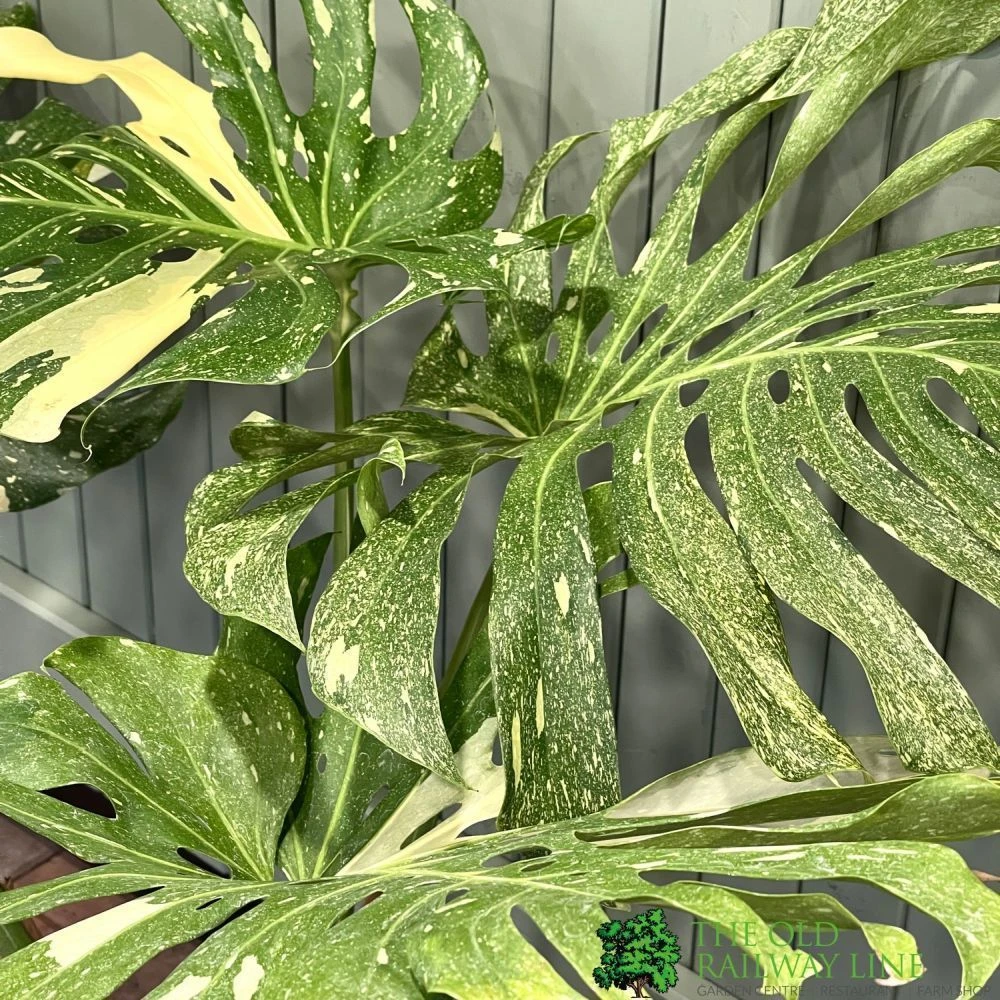 Monstera 'Thai Constellation' Large Variegated Thai Monstera 1m Tall 2 Monstera 'Thai Constellation' Large Variegated Thai Monstera 1m Tall - Image 2
