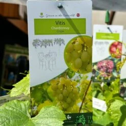 Grape 'Chardonnay' 3Ltr Pot