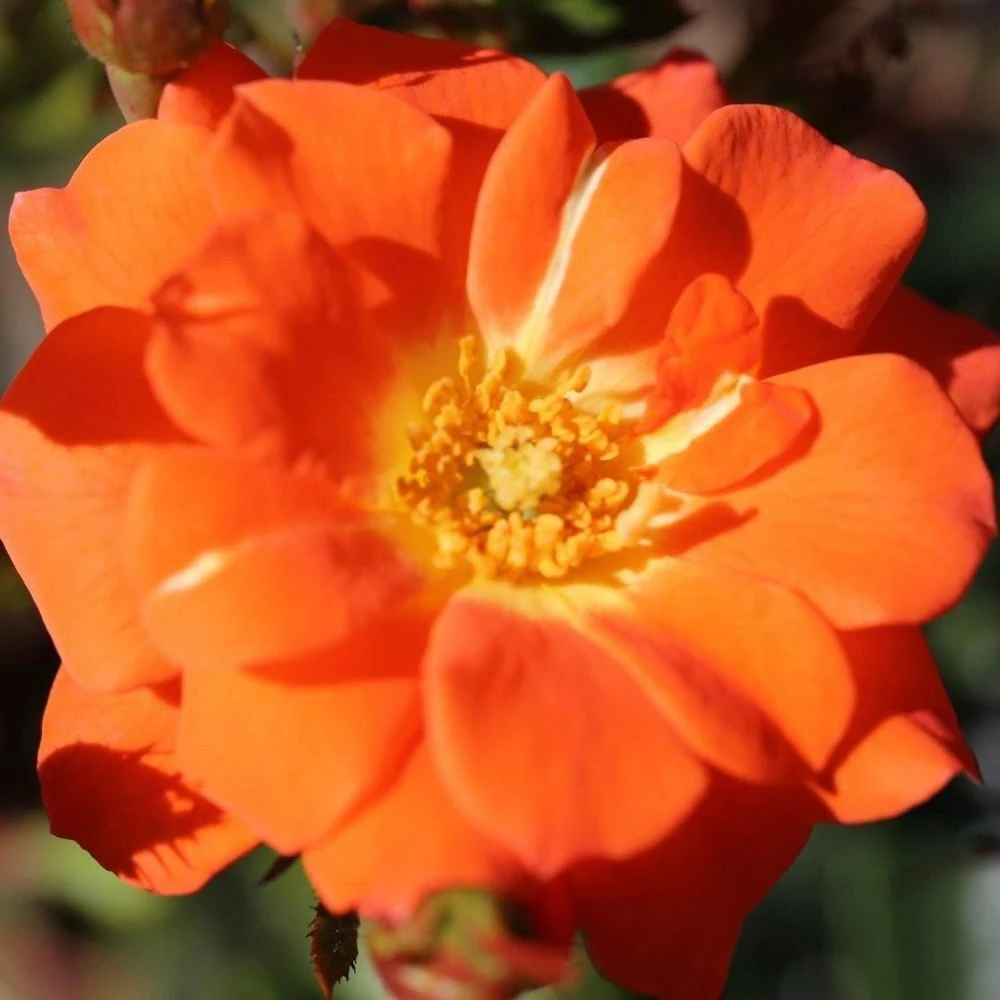 Whartons 'Sunseeker' Orange Patio Rose Plant 3Ltr Pot 1 Whartons 'Sunseeker' Orange Patio Rose Plant 3Ltr Pot