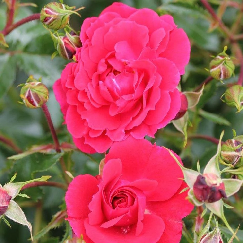 Whartons 'Ruby' Carpet Rose Plant 3Ltr 1 Whartons 'Ruby' Carpet Rose Plant 3Ltr