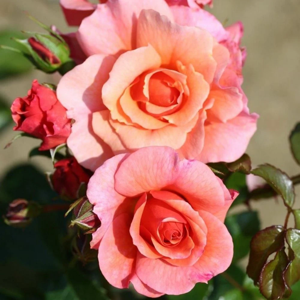 Whartons 'Summer Beauty' Floribunda Peach Bush Rose Plant 3Ltr Pot 1 Whartons 'Summer Beauty' Floribunda Peach Bush Rose Plant 3Ltr Pot