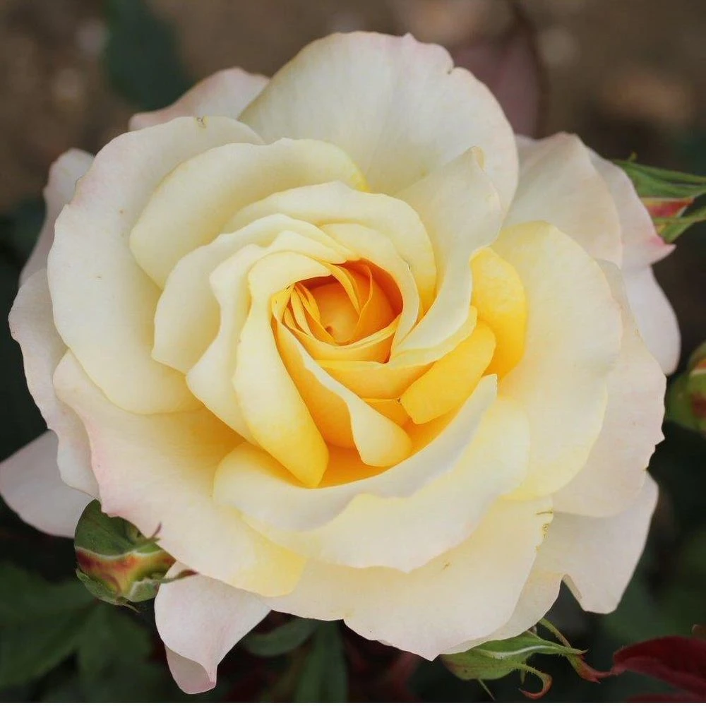 Cream Hybrid Tea Rose 'Sunny Sky' 3Ltr Pot 1 Cream Hybrid Tea Rose 'Sunny Sky' 3Ltr Pot