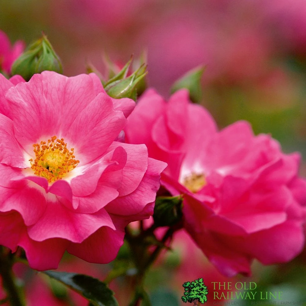 Whartons 'Flower Carpet Pink' Climbing Rose 4Ltr Pot 1 Whartons 'Flower Carpet Pink' Climbing Rose 4Ltr Pot