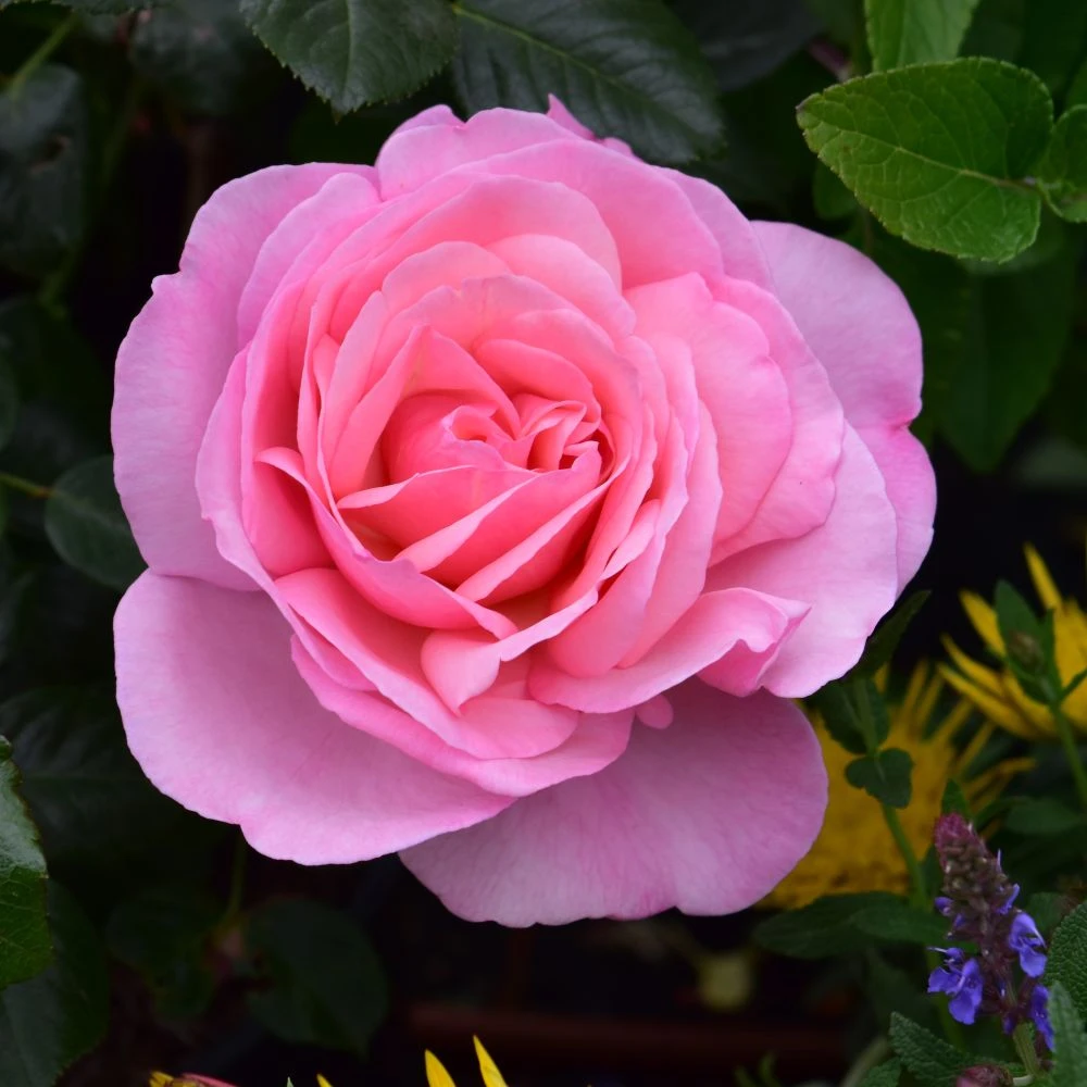 Pink Shrub Rose 'Pearl Of St. Lukes' 4Ltr Pot 1 Pink Shrub Rose 'Pearl Of St. Lukes' 4Ltr Pot