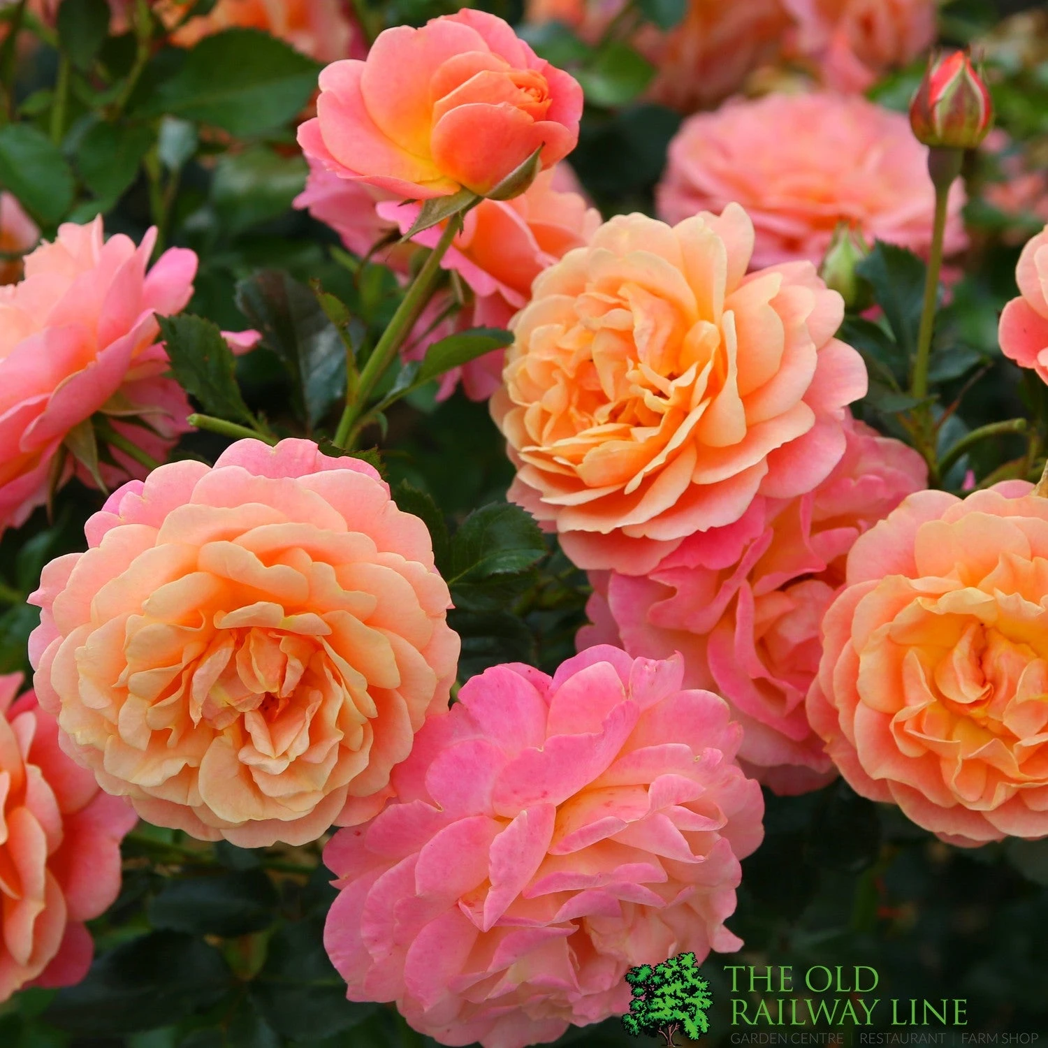 Whartons 'Peach Melba' Peach Climbing Rose 3Ltr Pot 1 Whartons 'Peach Melba' Peach Climbing Rose 3Ltr Pot