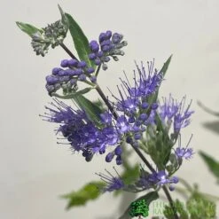 Garden Tools Sales Store -Garden Tools Sales Store 5019756141337 2