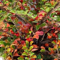 Cotoneaster Horizontalis Plant 3Ltr Pot 5 Cotoneaster Horizontalis Plant 3Ltr Pot -Garden Tools Sales Store 5019756161533 3