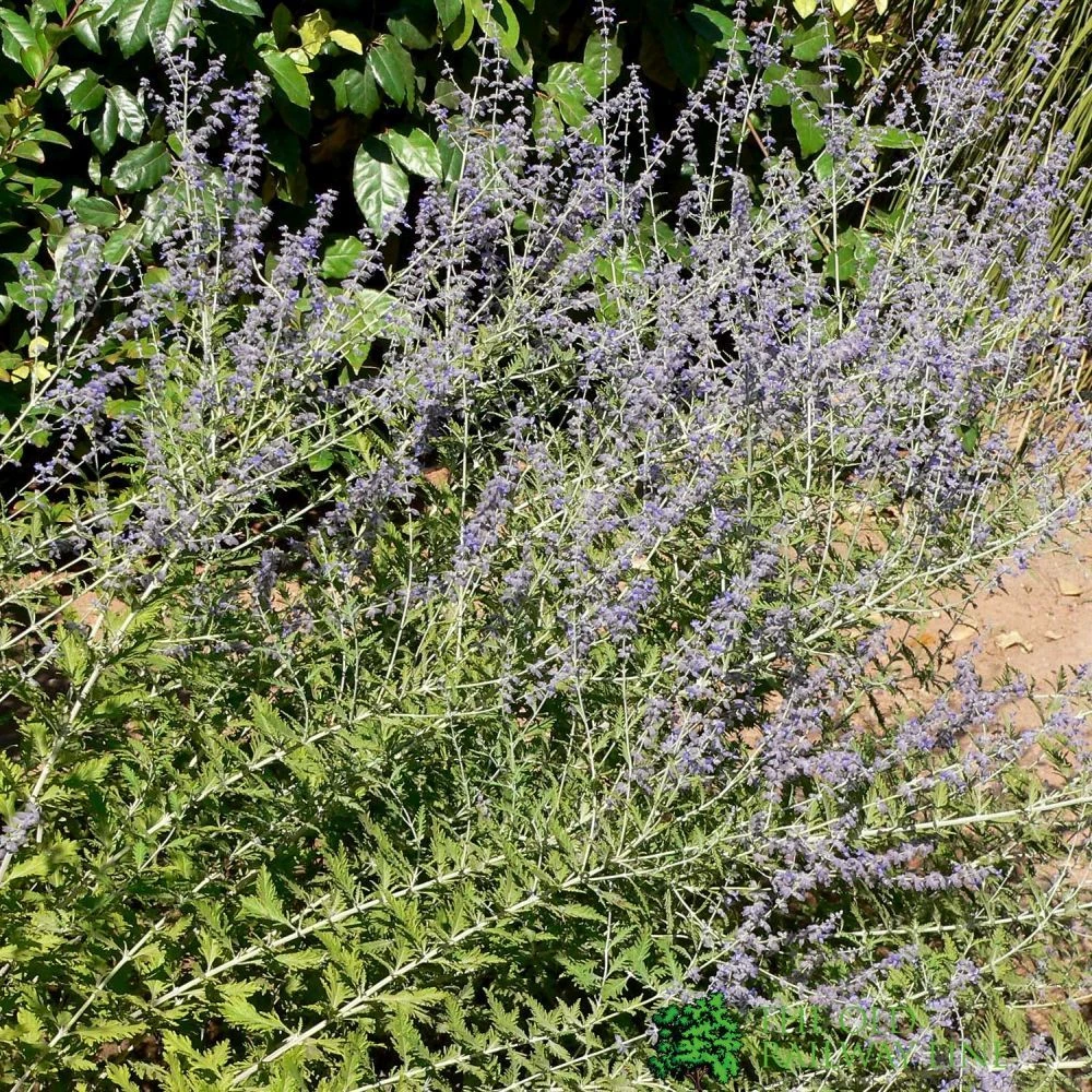 Perovskia 'Blue Spire' Plant 3Ltr Pot 1 Perovskia 'Blue Spire' Plant 3Ltr Pot