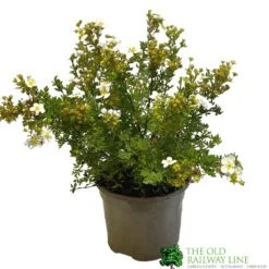 Potentilla Fruticosa 'Abbotswood' Shrubby Cinquefoil 3Ltr Pot