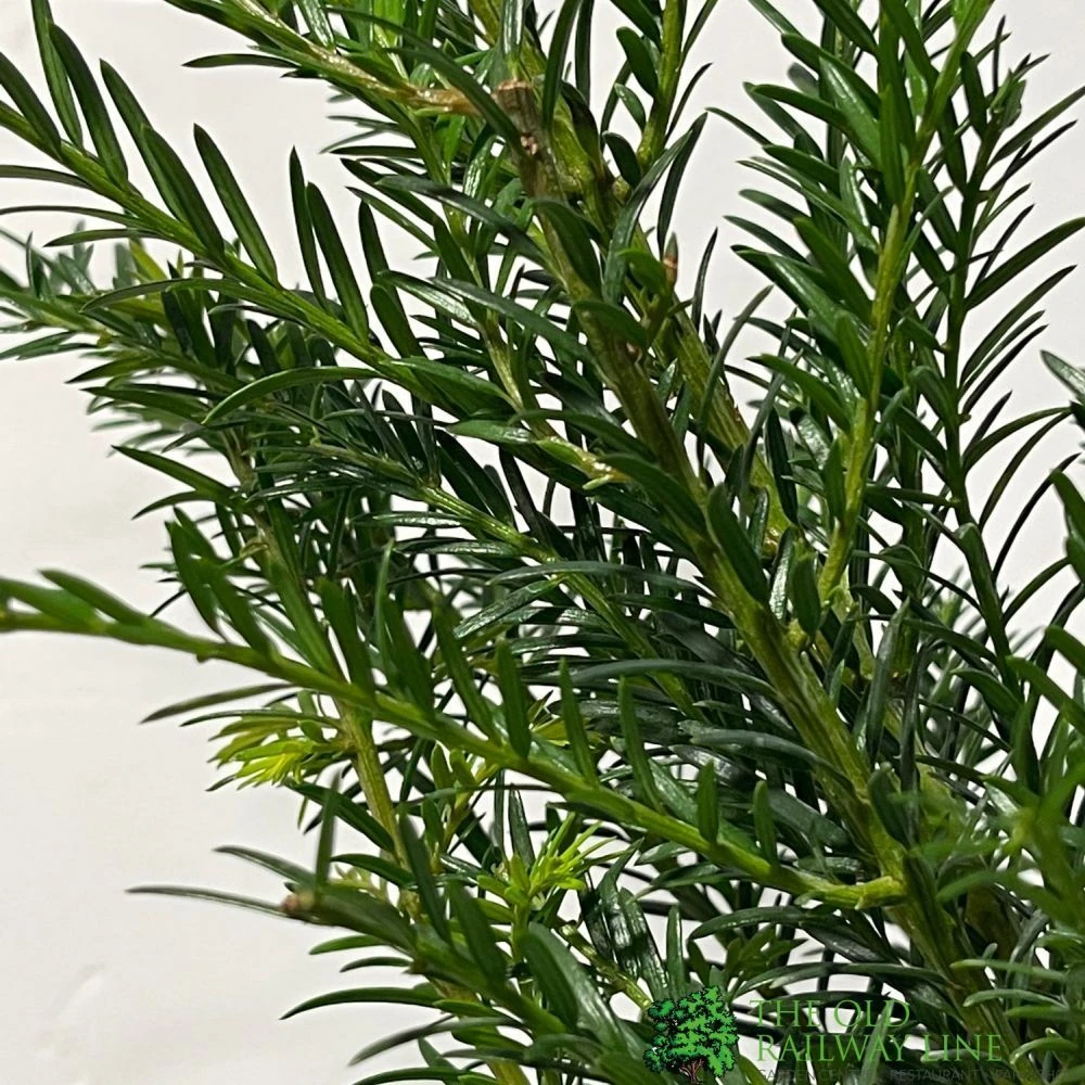 Taxus Baccata Common Yew Plant 2 Ltr 2 Taxus Baccata Common Yew Plant 2 Ltr - Image 2