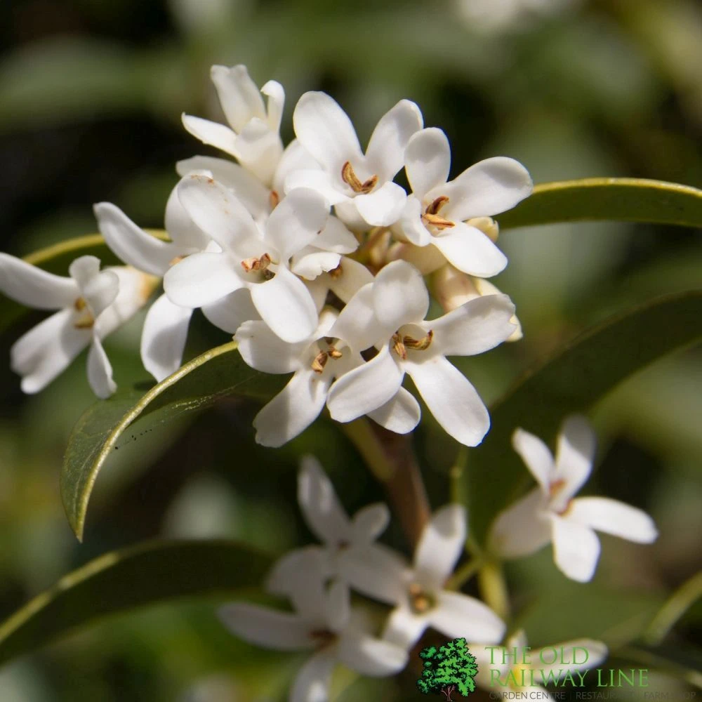 Osmanthus Burkwoodii Plant 3Ltr Pot 2 Osmanthus Burkwoodii Plant 3Ltr Pot - Image 2