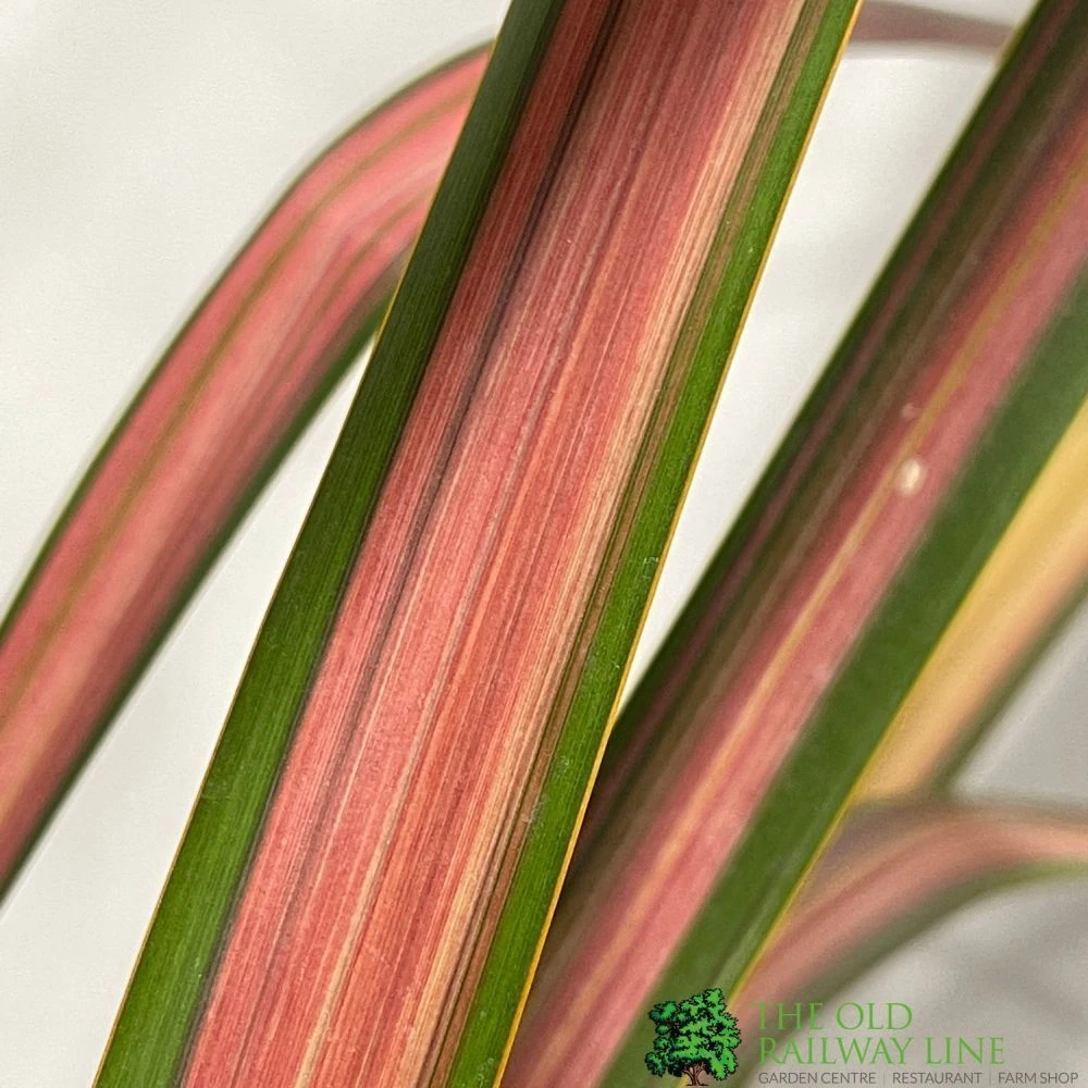 Phormium 'Jester' Flax 3Ltr Pot 2 Phormium 'Jester' Flax 3Ltr Pot - Image 2