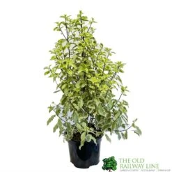Pittosporum 'Golden King' 3Ltr