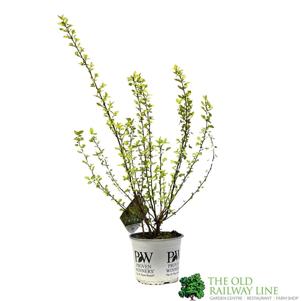 Physocarpus Opulifolius 'Tiny Wine Gold' Ninebark 3Ltr Pot 1 Physocarpus Opulifolius 'Tiny Wine Gold' Ninebark 3Ltr Pot