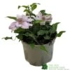 Clematis 'Filigree' Climbing Plant 2Ltr Pot