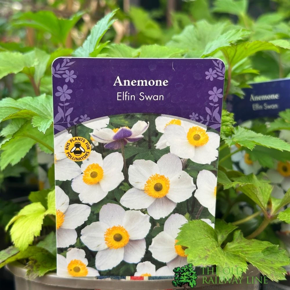 Anemone 'Elfin Swan' 2Ltr Pot 2 Anemone 'Elfin Swan' 2Ltr Pot - Image 2