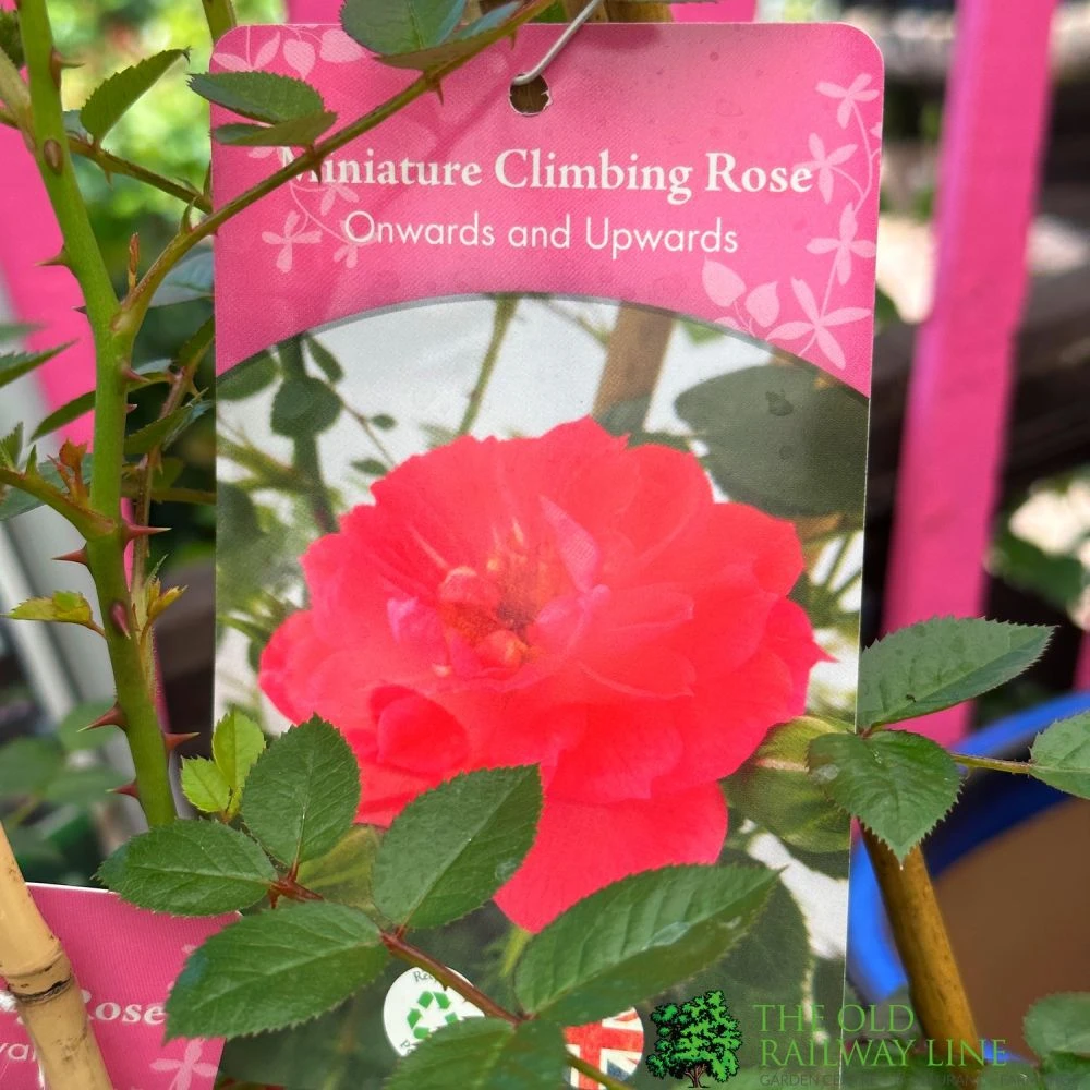 Red Miniature Climbing Rose 'Onwards & Upwards' 3Ltr Pot 1 Red Miniature Climbing Rose 'Onwards & Upwards' 3Ltr Pot