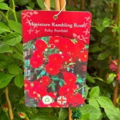 Red Miniature Climbing Rose 'Ruby Rambler' 3Ltr Pot