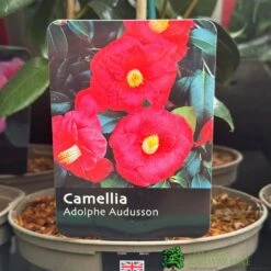 Camellia 'Adolphe Audusson' 3Ltr Pot