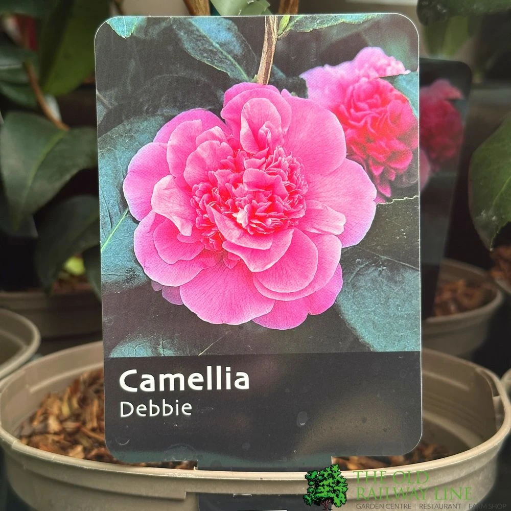 Camellia 'Debbie' 3Ltr Pot 1 Camellia 'Debbie' 3Ltr Pot