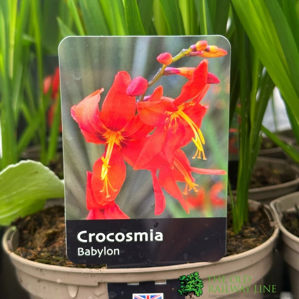 Crocosmia 'Babylon' 2Ltr Pot 1 Crocosmia 'Babylon' 2Ltr Pot