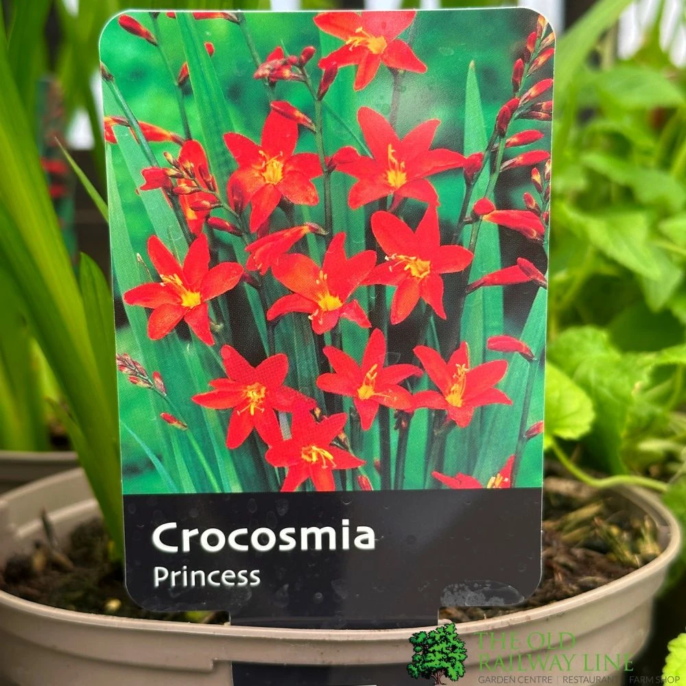 Crocosmia 'Princess' 2Ltr Pot 1 Crocosmia 'Princess' 2Ltr Pot