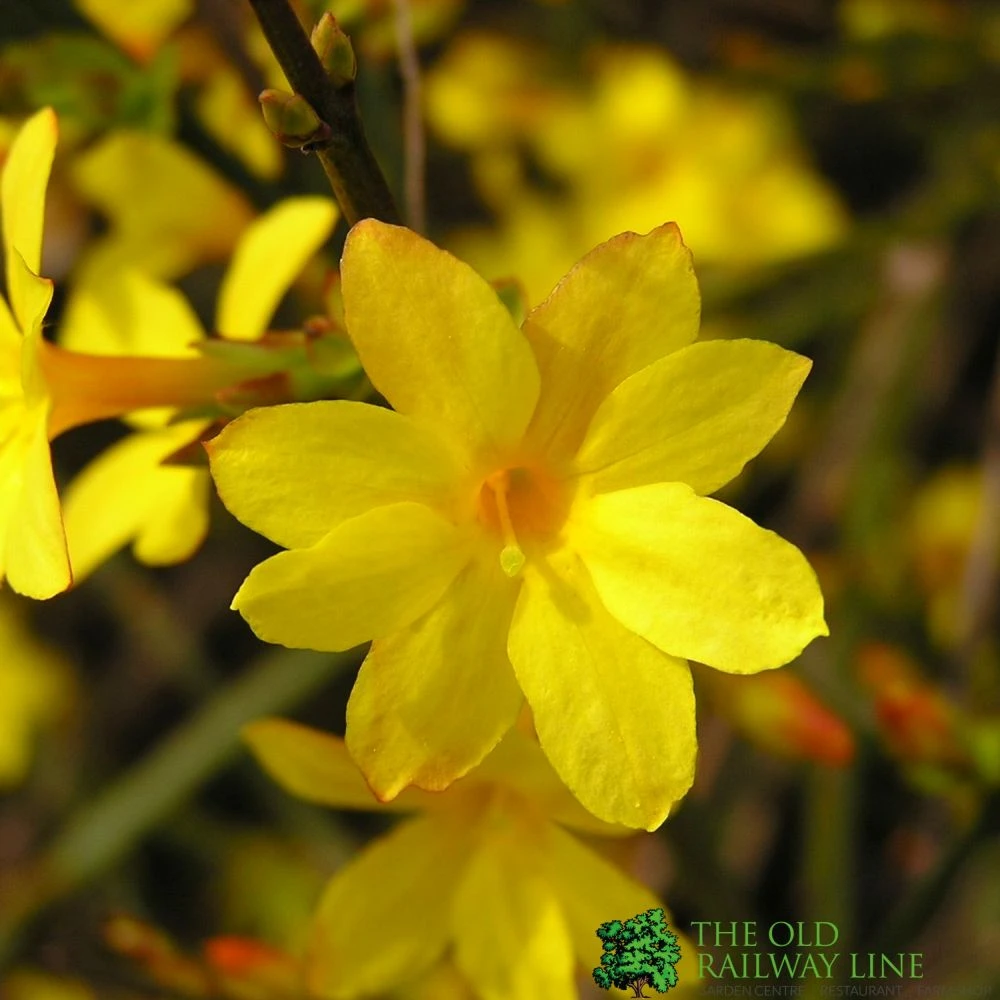Jasminum Nudiflorum Winter Jasmine 3Ltr Pot 1 Jasminum Nudiflorum Winter Jasmine 3Ltr Pot